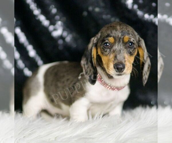Medium Photo #116 Dachshund Puppy For Sale in WARSAW, IN, USA