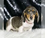 Puppy Speckles Dachshund