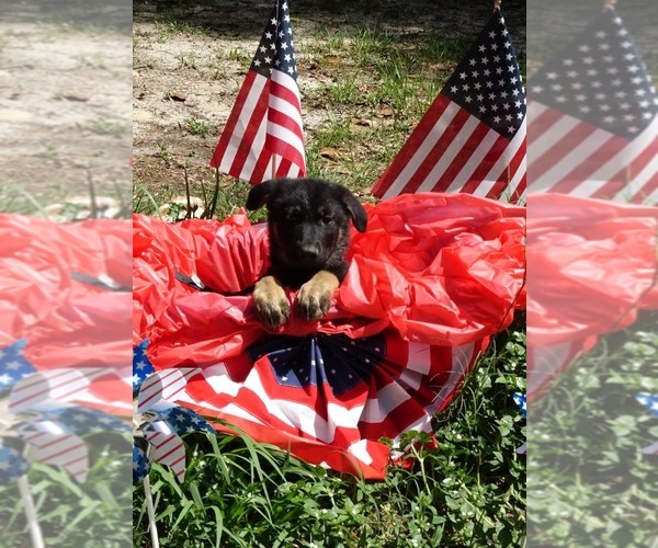 Medium Photo #11 German Shepherd Dog Puppy For Sale in JACKSONVILLE, FL, USA