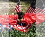 Small #10 German Shepherd Dog