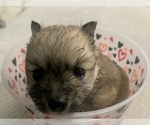 Small Photo #10 Pomeranian Puppy For Sale in BUSH, LA, USA