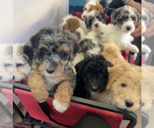Maltipoo Litter for sale in PLACERVILLE, CA, USA