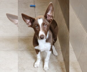 Border Collie-Unknown Mix Dogs for adoption in Clinton, OK, USA