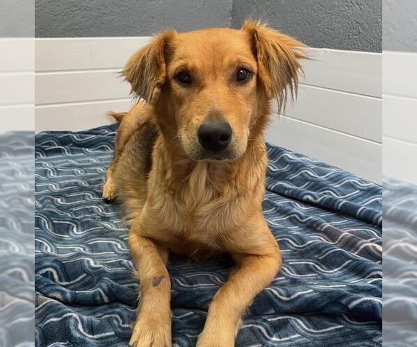 Medium Photo #4 Golden Retriever-Unknown Mix Puppy For Sale in San Diego, CA, USA