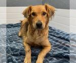 Small #3 Golden Retriever Mix
