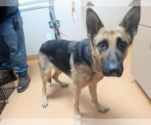 German Shepherd Dog Dogs for adoption in Martinez, CA, USA