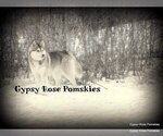 Small Photo #1 Pomsky Puppy For Sale in ROCHESTER, MN, USA
