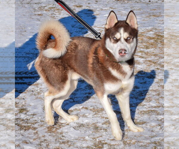 Medium Photo #4 - Mix Puppy For Sale in Huntley, IL, USA