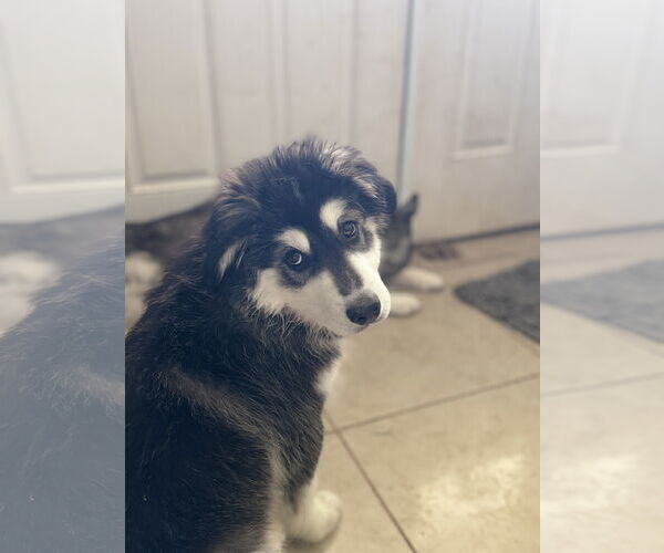 Medium Photo #3 Siberian Husky-Unknown Mix Puppy For Sale in Carrollton, TX, USA