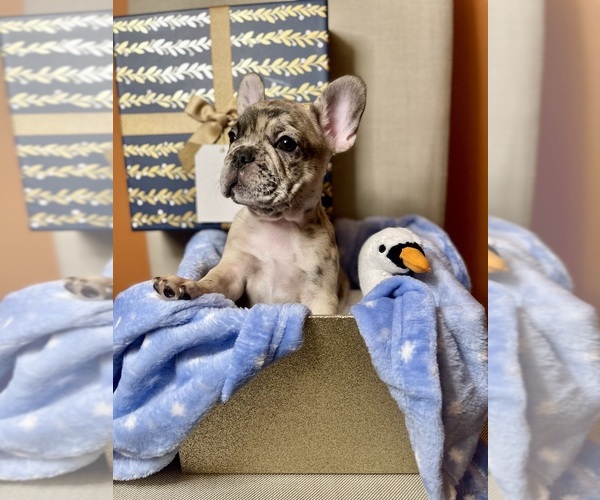 Medium Photo #1 French Bulldog Puppy For Sale in PHILADELPHIA, PA, USA