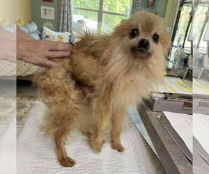 Pomeranian Dogs for adoption in Benton, LA, USA