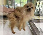 Small Pomeranian