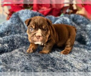 English Bulldog Puppy for sale in OOLOGAH, OK, USA