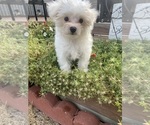 Small #1 Maltese