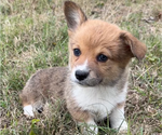 Small Photo #36 Pembroke Welsh Corgi Puppy For Sale in MIDLOTHIAN, TX, USA