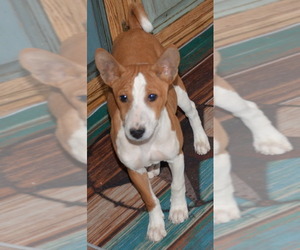 Basenji Puppy for sale in BAXTER, MN, USA