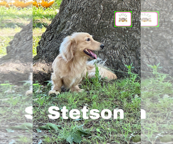 Medium Photo #1 Dachshund Puppy For Sale in BENNINGTON, OK, USA