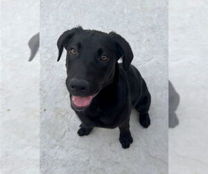 Kendall - Female Labrador Retriever-Unknown Mix Dog for Adoption - Photo #6