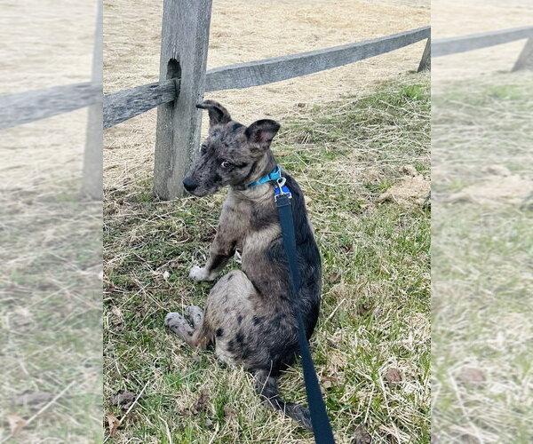 Medium Photo #9 Great Pyrenees-Unknown Mix Puppy For Sale in Oak Bluffs, MA, USA