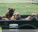 Small #1 Cane Corso