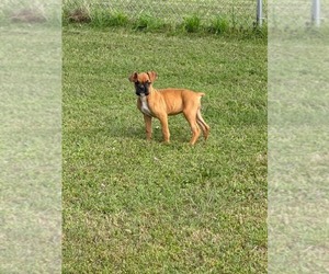 Boxer Puppy for Sale in VICTORIA, Texas USA