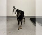Small Labrador Retriever Mix