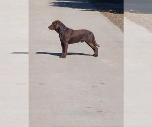 Father of the Labrador Retriever puppies born on 03/30/2025