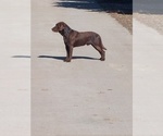 Small Photo #1 Labrador Retriever Puppy For Sale in LOVELAND, CO, USA
