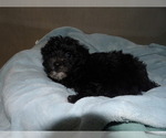 Puppy 4 YorkiePoo