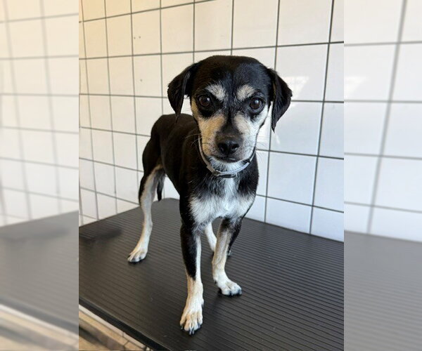 Medium Photo #1 Mutt Puppy For Sale in Downey, CA, USA