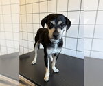 Small Mutt