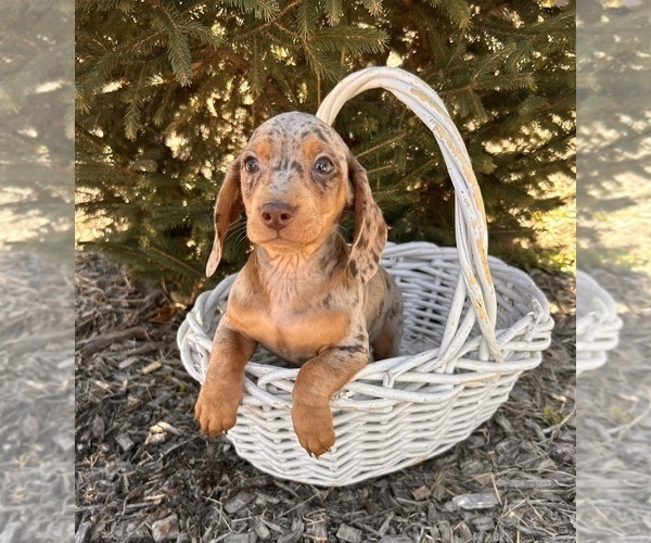 Medium Photo #6 Dachshund Puppy For Sale in MIDDLEBURY, IN, USA