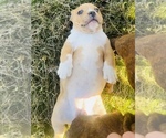 Small #6 American Bully