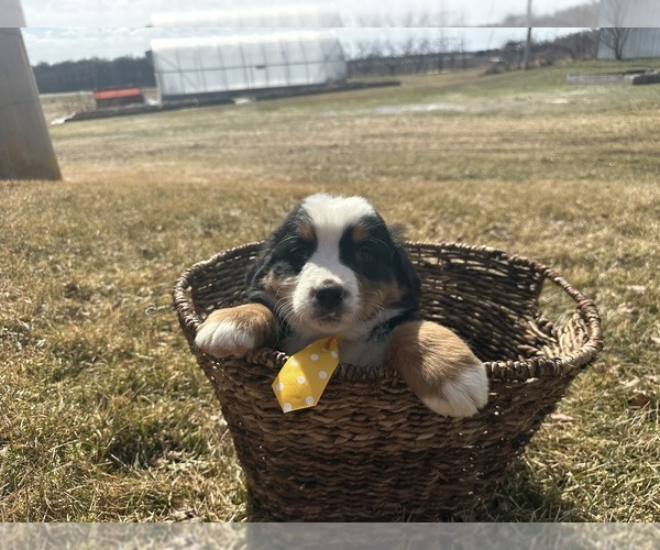 Medium Photo #3 Bernese Mountain Dog Puppy For Sale in ATHENS, WI, USA