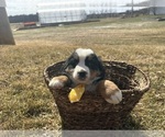 Small #2 Bernese Mountain Dog