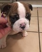 Small Photo #3 Bulldog Puppy For Sale in PLANO, TX, USA