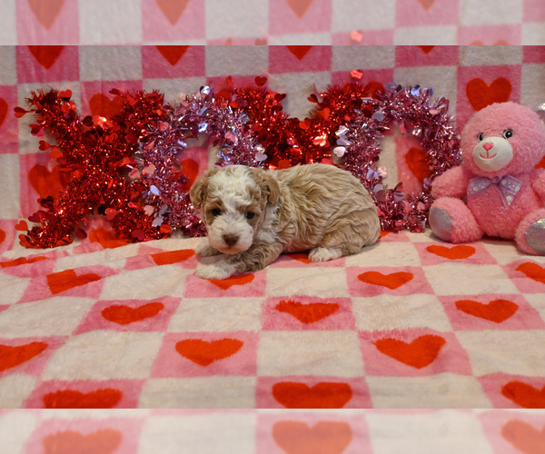 Medium Photo #4 Havapoo Puppy For Sale in GUTHRIE, KY, USA