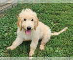 Small Photo #5 Goldendoodle Puppy For Sale in BIG ISLAND, VA, USA