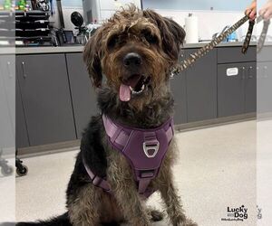 Fitz - Male Lakeland Terrier-Unknown Mix Dog for Adoption - Photo #2
