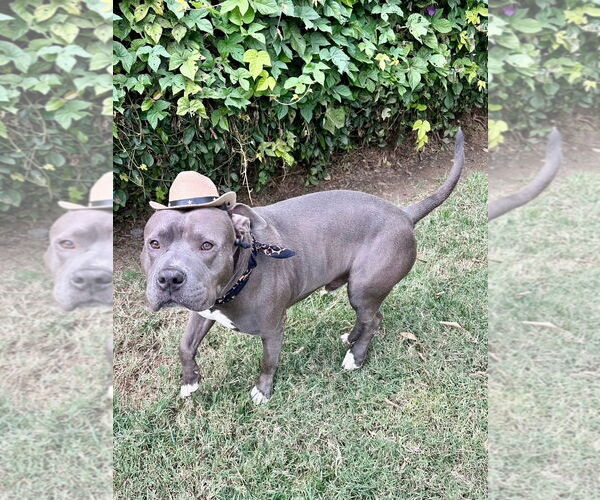 Medium Photo #5 American Staffordshire Terrier-Unknown Mix Puppy For Sale in Redlands, CA, USA