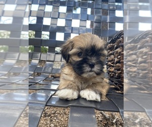 Shih Tzu Puppy for sale in ROUND ROCK, TX, USA