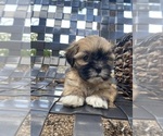 Image preview for Ad Listing. Nickname: Little muffin