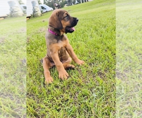 Medium Photo #5 Doberman Pinscher Puppy For Sale in BRANTLEY, AL, USA