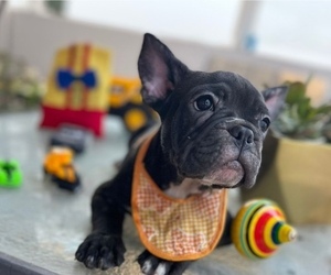 French Bulldog Puppy for sale in BURTONSVILLE, MD, USA