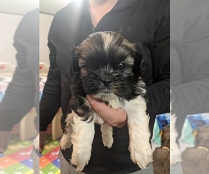 Shih Tzu Puppy for sale in SPENCER, TN, USA