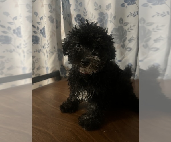 Medium Photo #8 Poodle (Miniature) Puppy For Sale in DURHAM, CT, USA