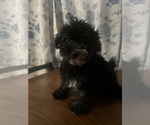 Small #7 Poodle (Miniature)
