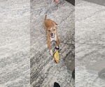 Small #2 American Pit Bull Terrier Mix