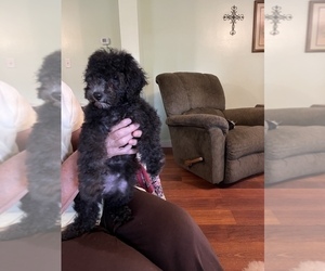 Poodle (Miniature) Puppy for sale in STANTON, MI, USA