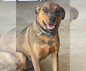 Labrador Retriever-Redbone Coonhound Mix Dogs for adoption in San Diego, CA, USA